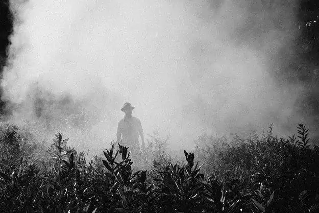 Are nuts high in pesticides