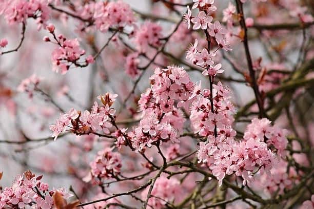 Do Almonds Grow on a Tree or Bush