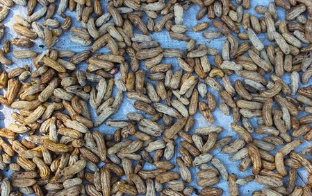 What Nut Grows Underground