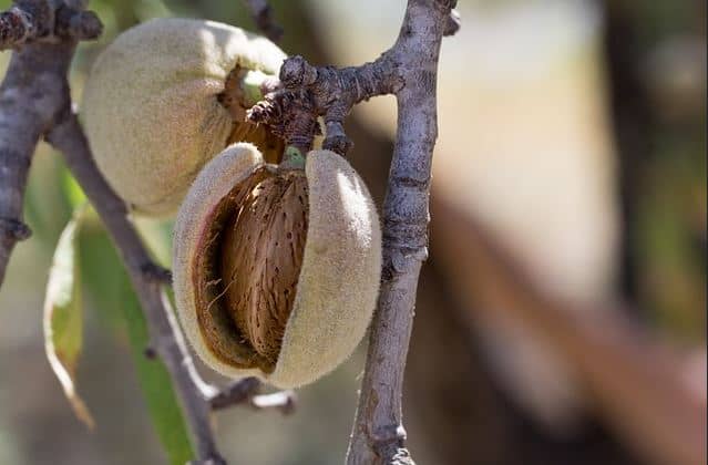 What Nuts Are Not Considered Tree Nuts