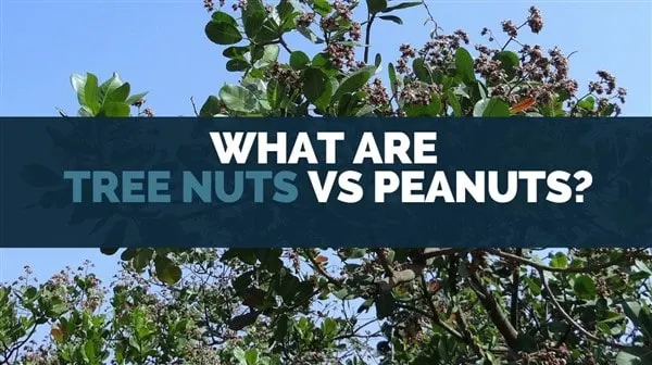 what are tree nuts vs peanuts