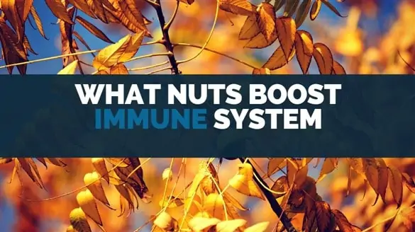 what nuts boot immune system