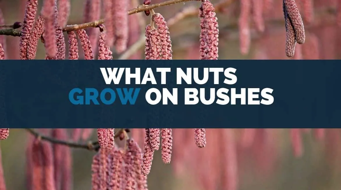 what nuts grow on bushes