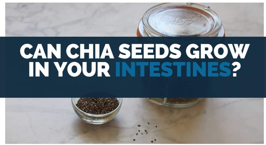 Are Chia Seeds A Good Source Of Protein?