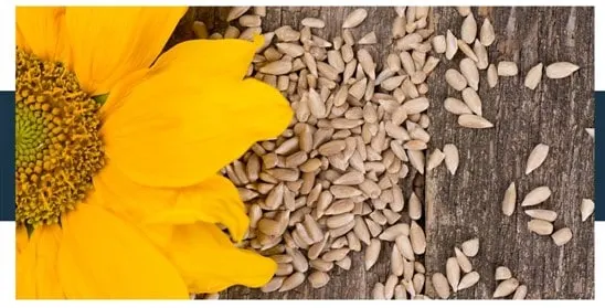 Health Benefits of Sunflower Seeds