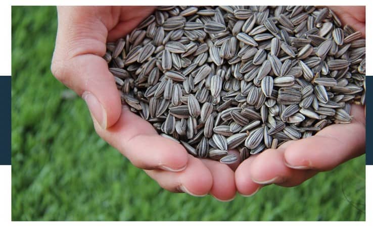 can i eat sunflower seeds raw
