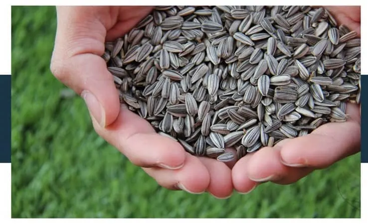 can i eat sunflower seeds raw