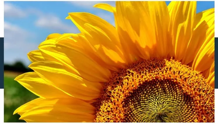 will Sunflower Seeds Upset Your Stomach