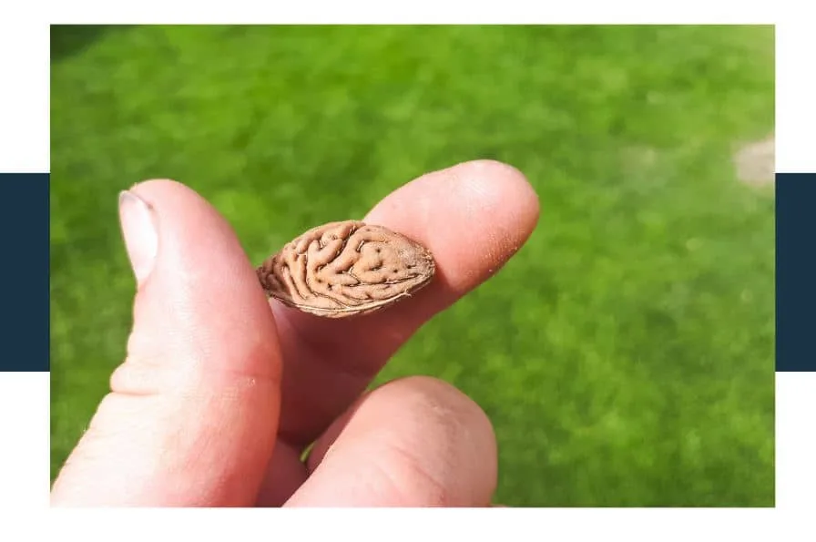 Do Peach Pits Contain Cyanide
