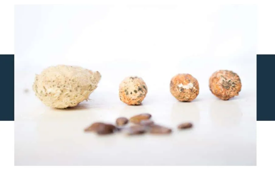 How to Use a Mango Seed