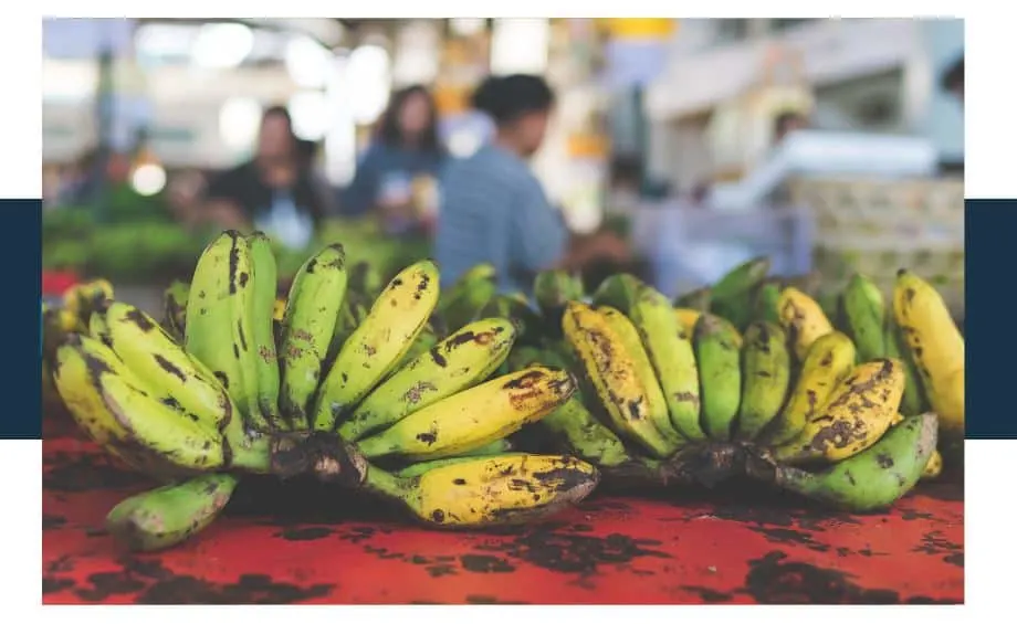 Why are Banana Trees Classified as Herbs