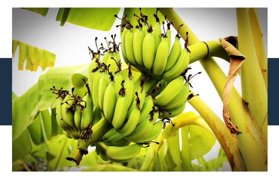 Why do Bananas have Undeveloped Seeds