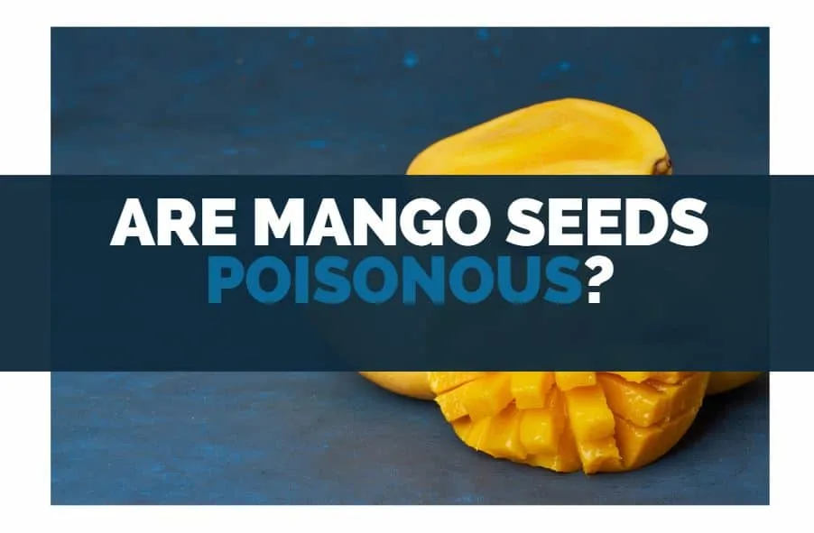 are mango seeds poisonous