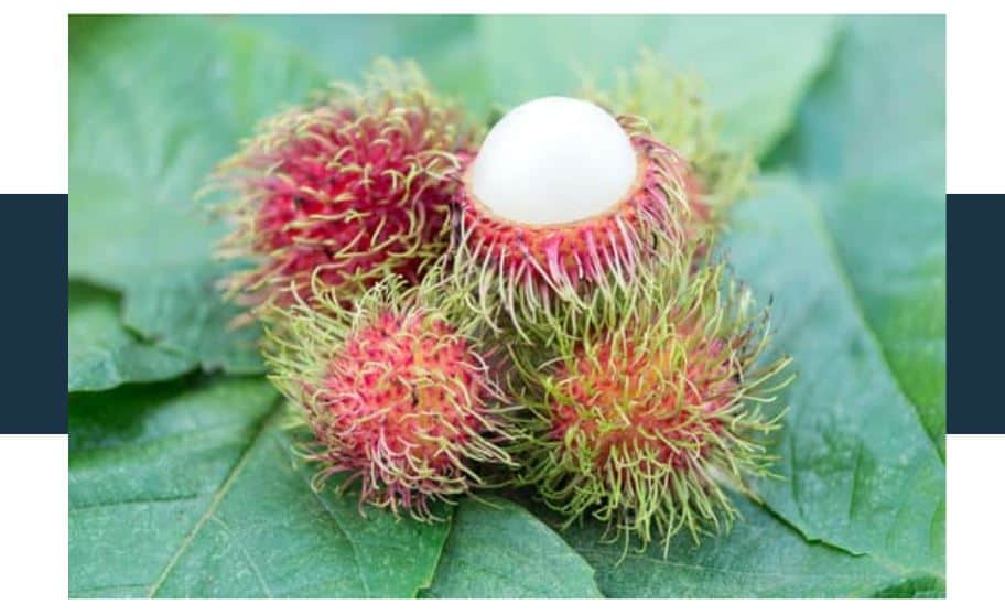 rambutan leaves health benefits
