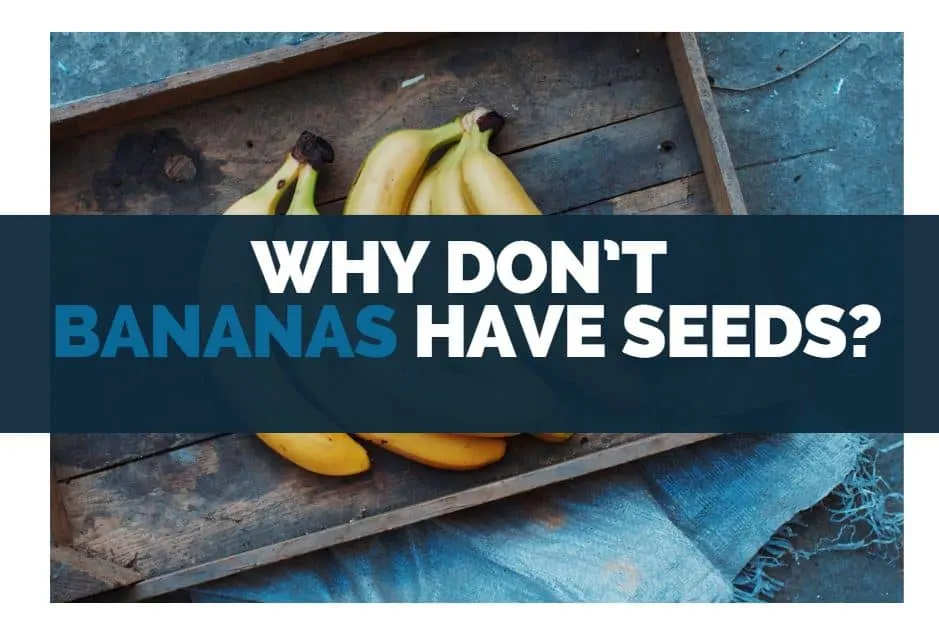 why dont bananas have seeds