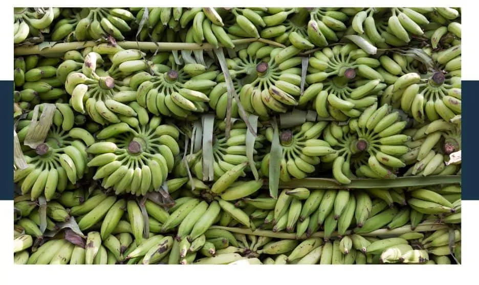 Are bananas genetically modified