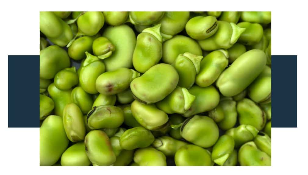 Are lima beans and butter beans the same thing