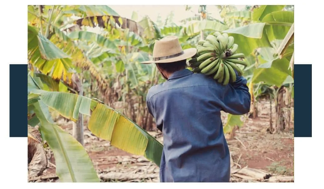 Bananas Are Easy to Harvest And Easy To Transport