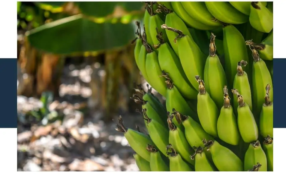 Bananas Have A Reliable Harvest Time