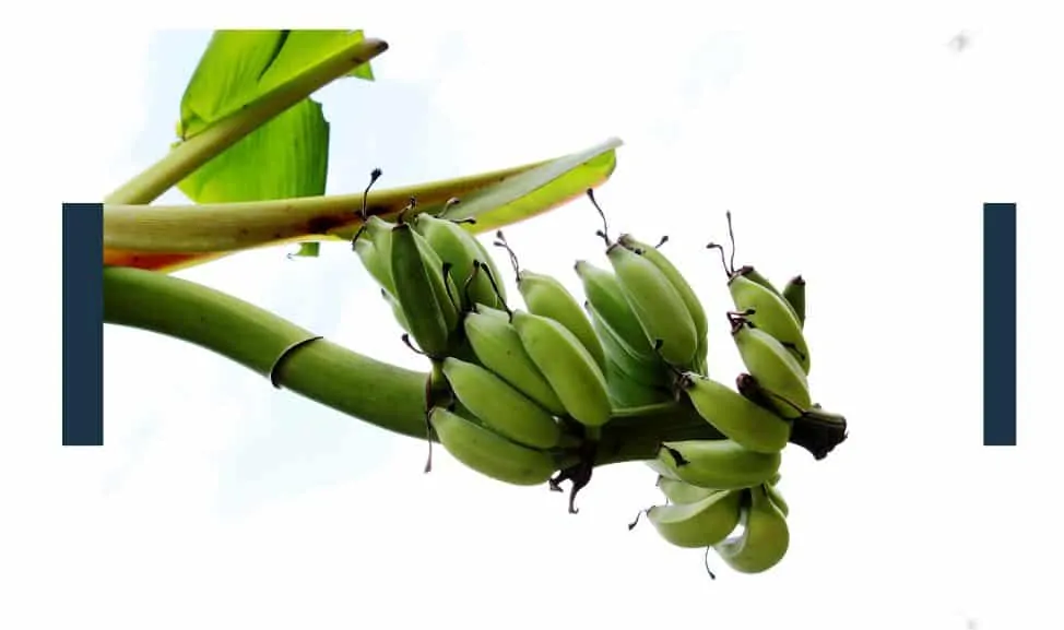 How Are Non-Organic Bananas Grown