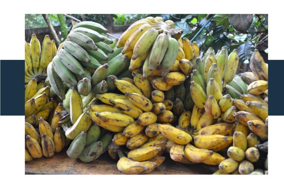 Overripe Brown Bananas versus Unripe Green Bananas