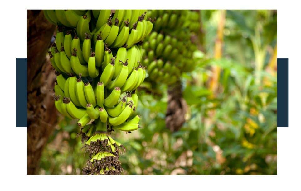 What Are The Benefits Of Organic Bananas