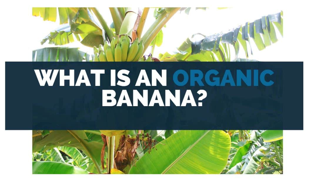 What Is an Organic Banana