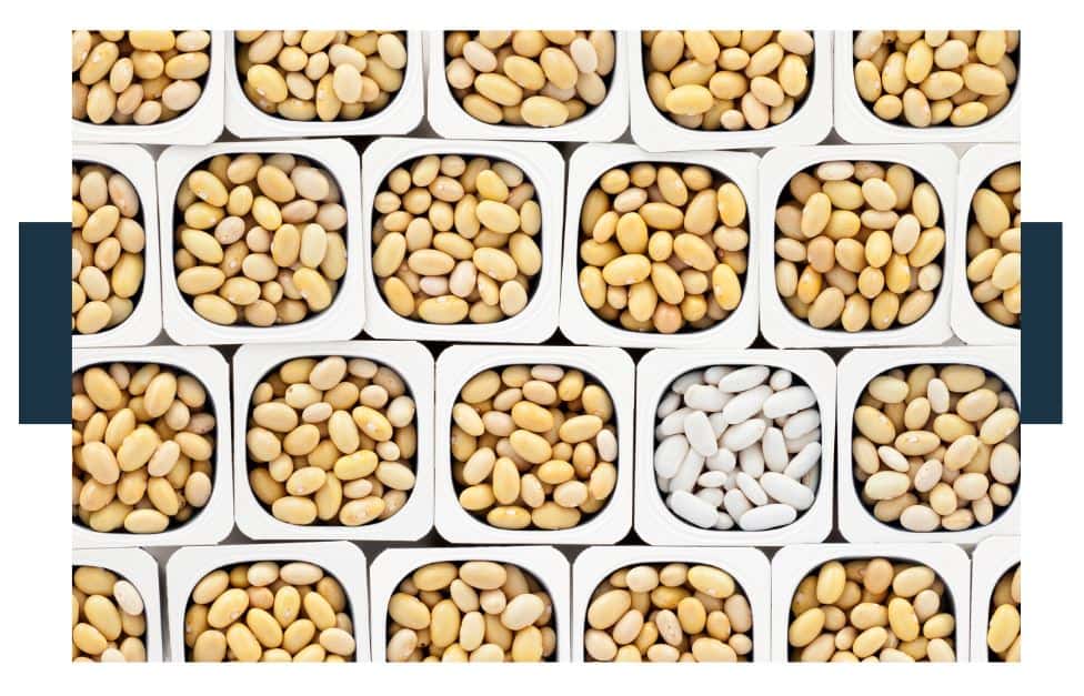 What are the differences between Cannellini beans and Butter beans