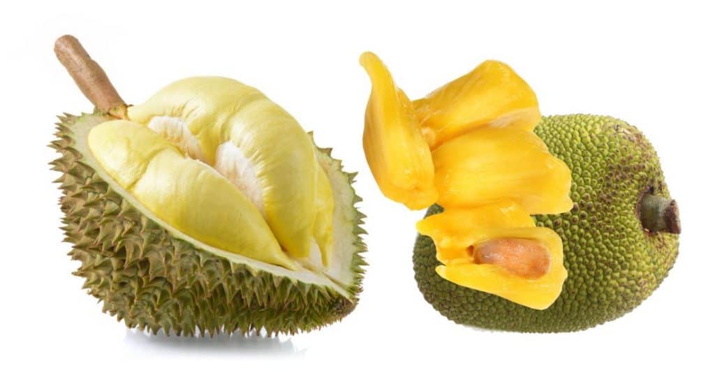 What’s the Difference Between Jackfruit and Durian? Eat For Longer