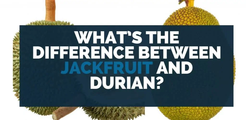 What’s the Difference Between Jackfruit and Durian