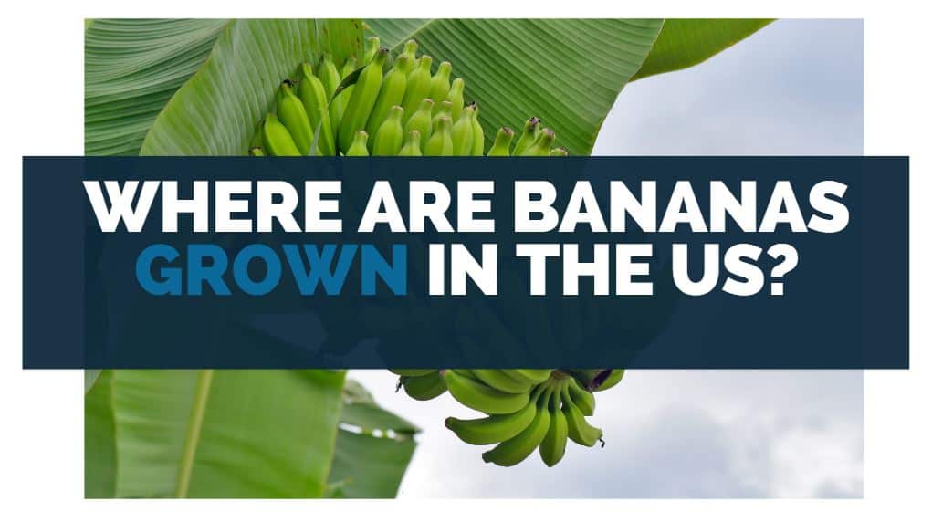 Where Are Bananas Grown in the US