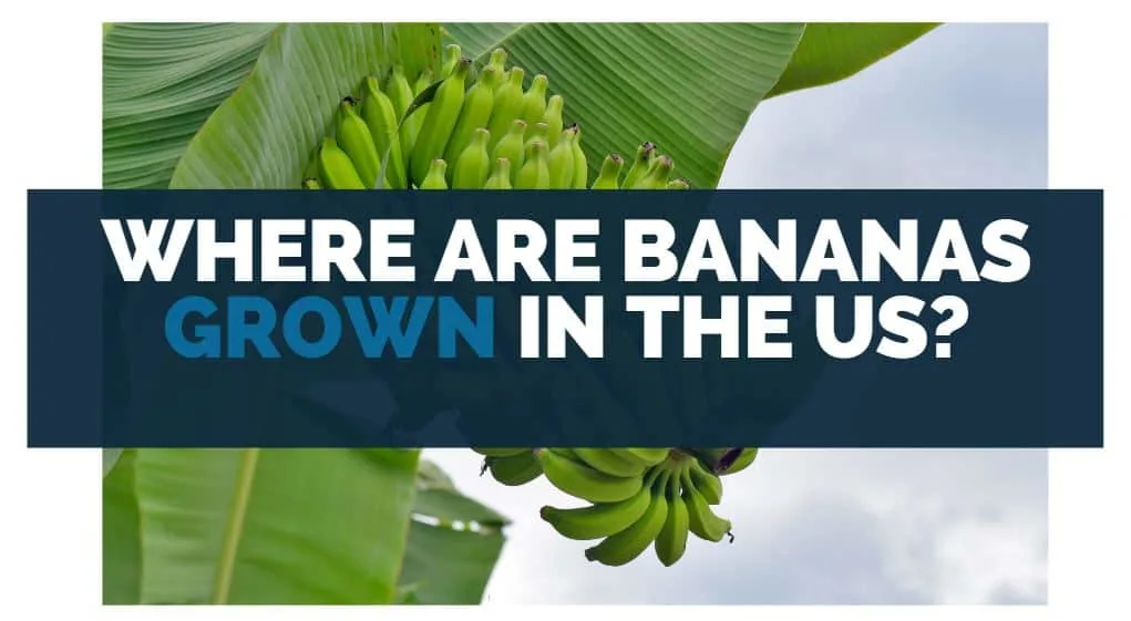 Where Are Bananas Grown in the US