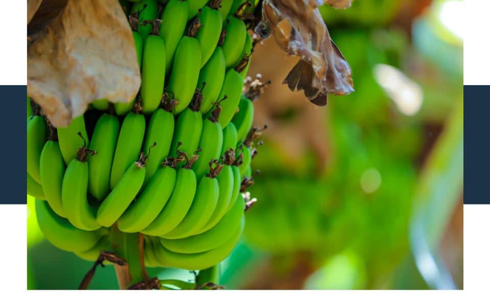 Why are bananas not a citrus fruit