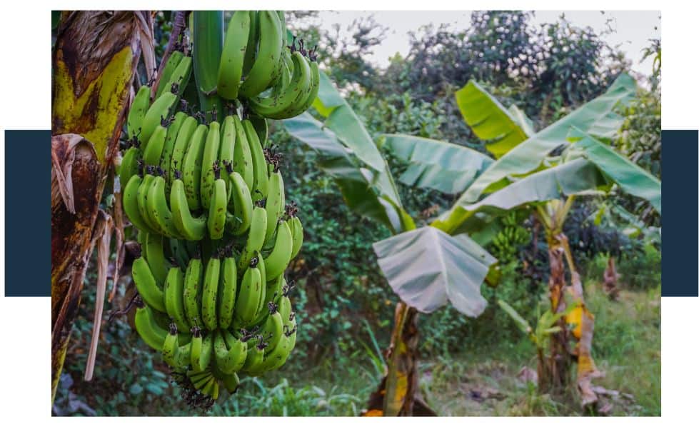 Why do India and China produce the most bananas