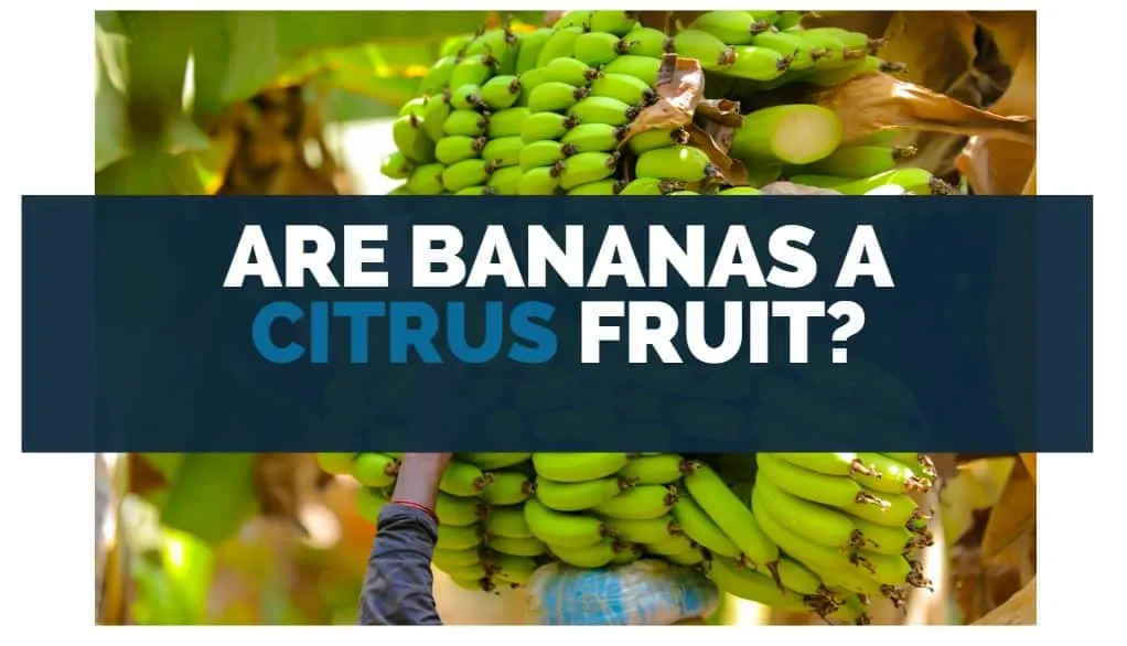 are bananas a citrus fruit