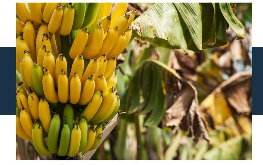 banana scientific classification