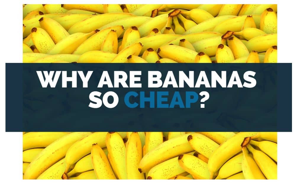 why are bananas so cheap