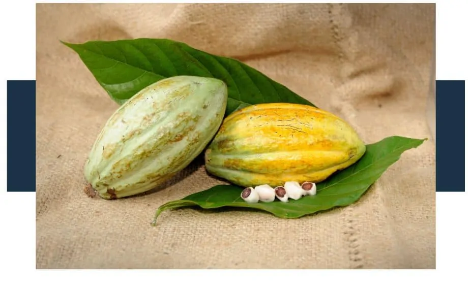 Are Cocoa Husks Edible