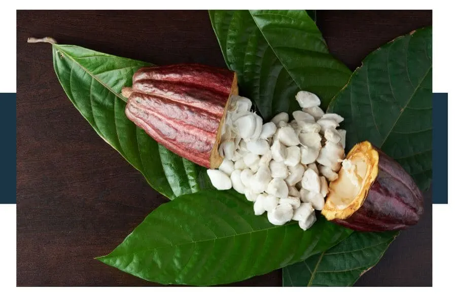 Are Raw Cacao Beans Nice To Eat