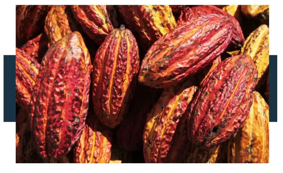 How To Tell When Cacao Pods Are Ripe