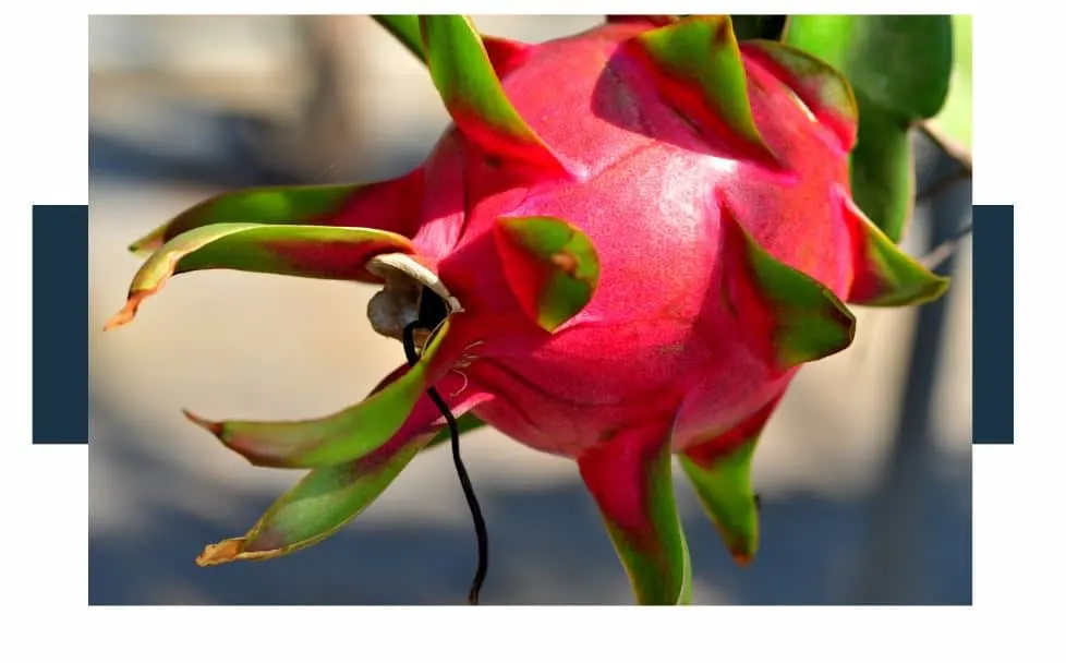 Is Dragon Fruit Skin Used In Any Recipes