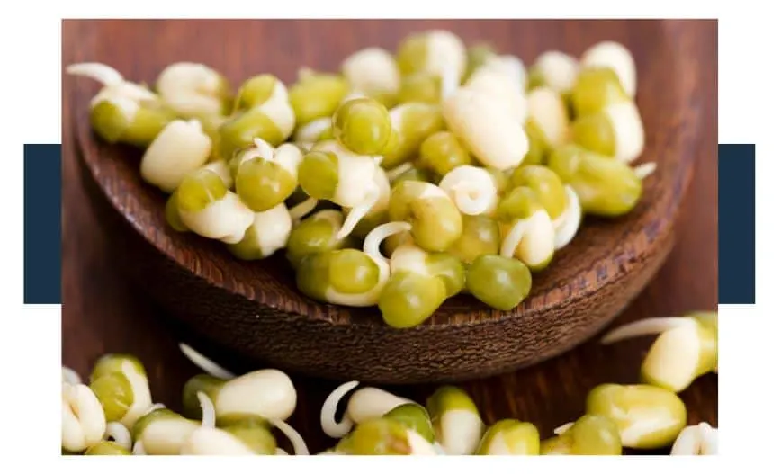 Are Mung Beans Poisonous