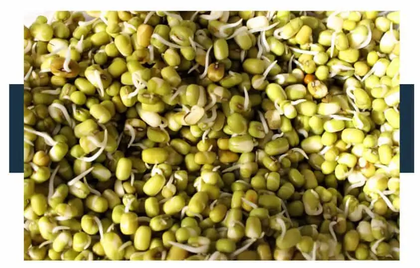 Is It Safe to Eat Sprouted Mung Beans