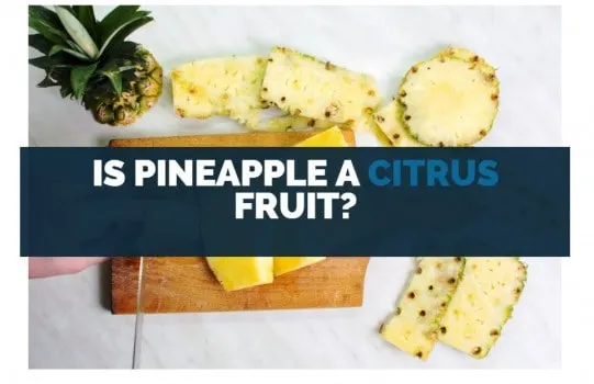 Is Pineapple a Citrus Fruit