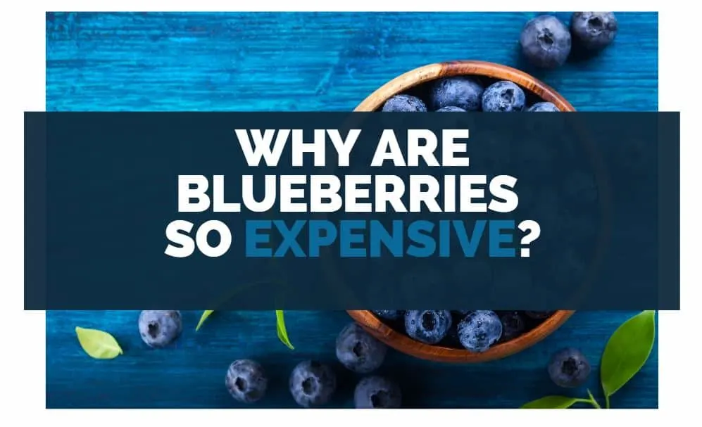 why are blueberries so expensive