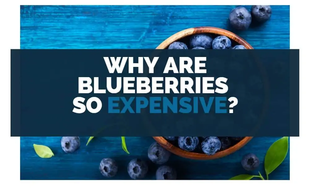 why are blueberries so expensive
