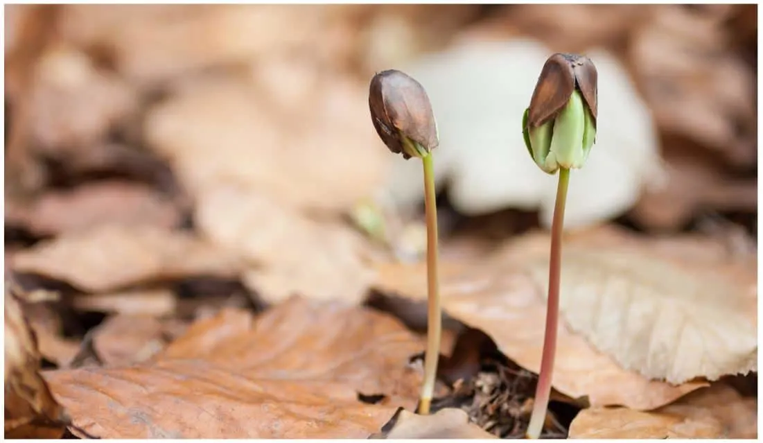 Are Beechnuts Edible