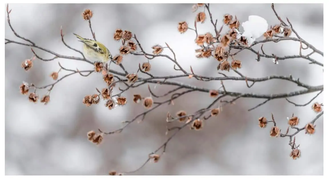 Cautions About Eating Beechnuts