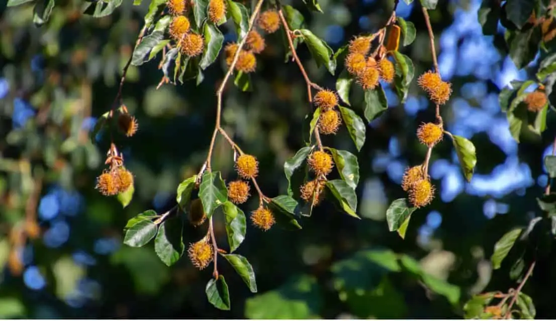Do Beech Trees Produce Nuts Every Year