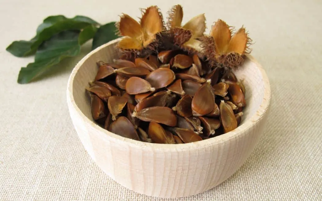 How To Prepare Beech Nuts To Eat